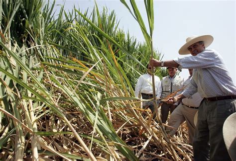 Cana de açúcar Saccharum officinarum