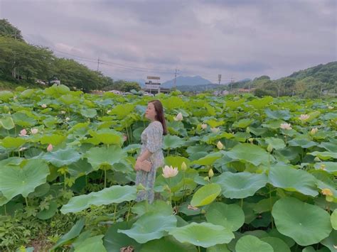 부산 연꽃단지 철마 곰내연밭 🌺 And 맥도생태공원 연꽃 정보 네이버 블로그