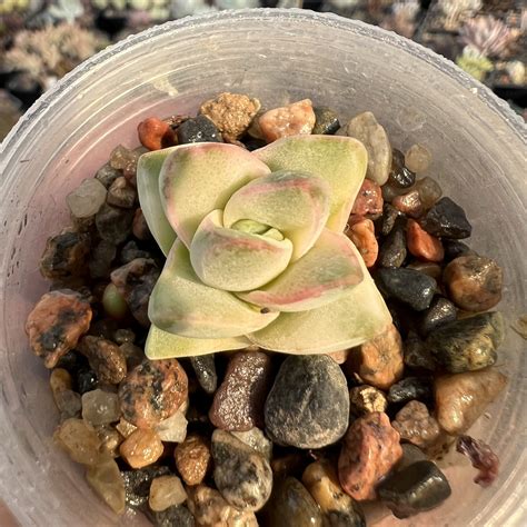 Crassula Moonglow Variegata Succulents