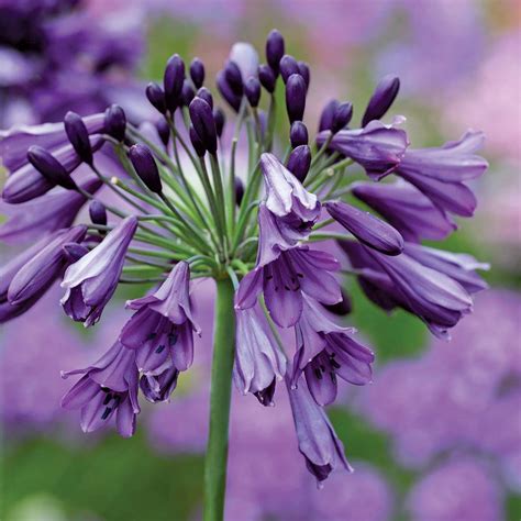 Agapanthus Poppin Purple