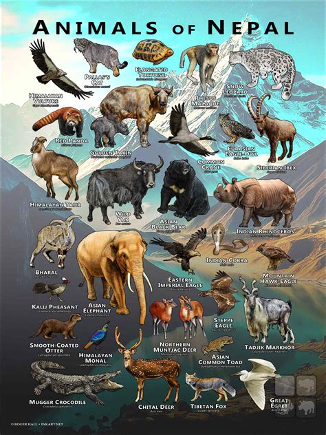 Animals of Nepal Poster Print