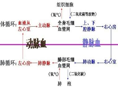 下图是人体内血液循环途径图解 请据图回答 1 血液从左心室出发回到右心房的循环途径称为 2 血液在流经图中 和 所示部位时发生了物质