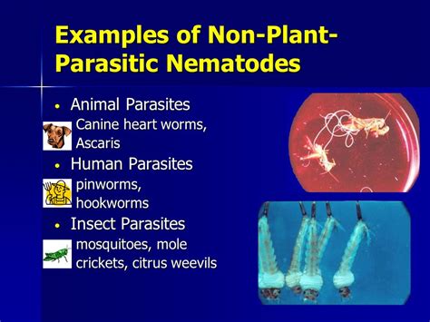 Introduction To Plant Parasitic Nematodes And Their Management Ppt