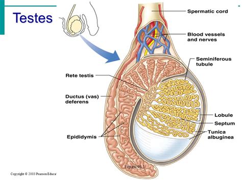 Human Testicle Cut In Half Telegraph