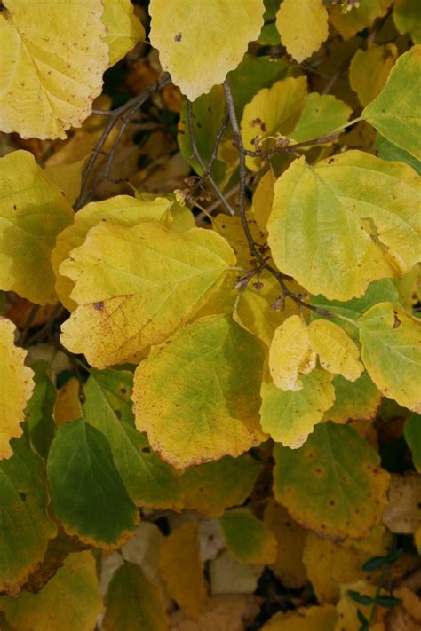 Common Witch Hazel The Morton Arboretum