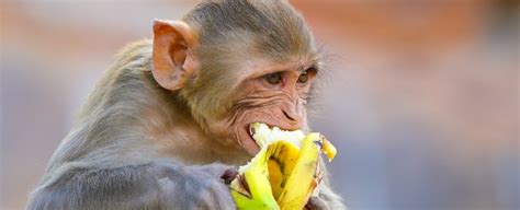 Monkeys That Eat Fewer Calories Really Do Live Longer And Healthier