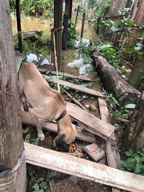 ONG Alerta Para Animais Abandonados Em Casas De Bairros Atingidos Pela