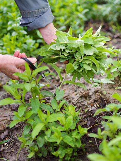 How To Get Rid Of Mint Growing In The Garden - The Home Tome