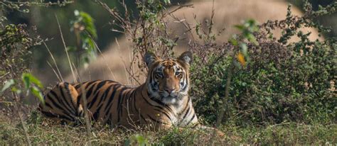 Popular Safari Zones In Tadoba National Park