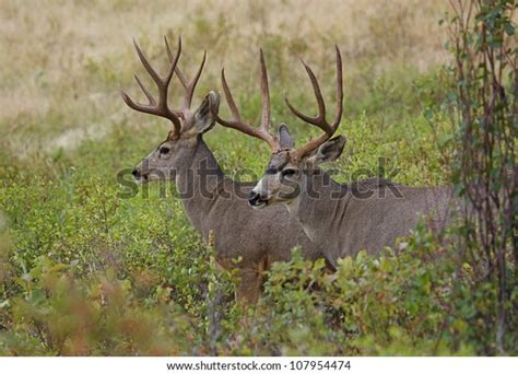 Large Mule Deer Bucks Habitat Stock Photo (Edit Now) 107954474