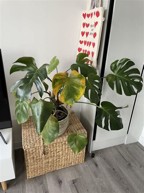 Leaf Suddenly Yellow Rmonstera