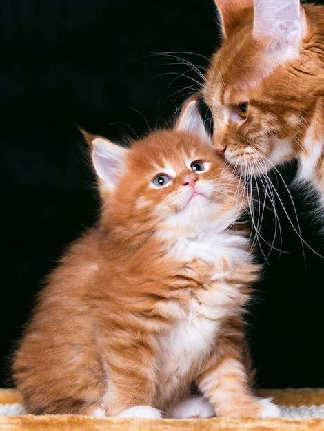 Retrato De Un Gatito Rojo Maine Coon Dom Stico Con Un Gato Adulto Gato