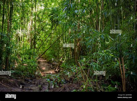 The Bamboo Forest Trail Around Manoa Falls In Oahu Hawai Stock Photo