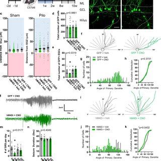 Silencing Immature Adult Born Granule Cells In Pilocarpine Model