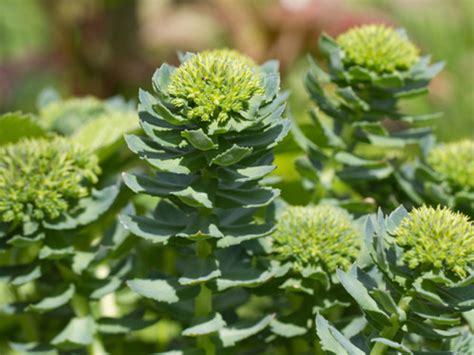 Rhodiola Rosea Root Extract 3 Rosavin And 1 Salidroside Supplier