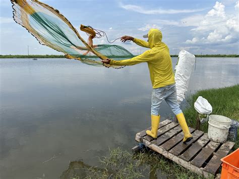 Cómo Ecuador se convirtió en el mayor exportador mundial de camarones y