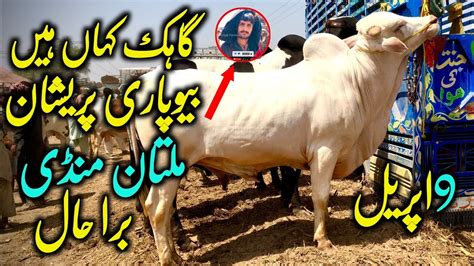 Qurbani Rates Decrease In Multan Mandi Today Multan Mandi Latest