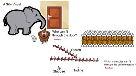 Diffusion Across a Membrane | Made By Teachers