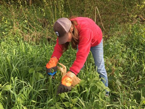 How To Harvest And Cook Stinging Nettle Vicious Delicious And