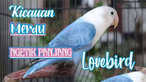 Tingkah POLA Burung Lovebird Dan Full Merdu Kicauannya YouTube