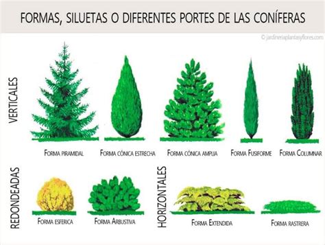 Con Feras Tipos Caracter Sticas Nombres Plantas Coniferas