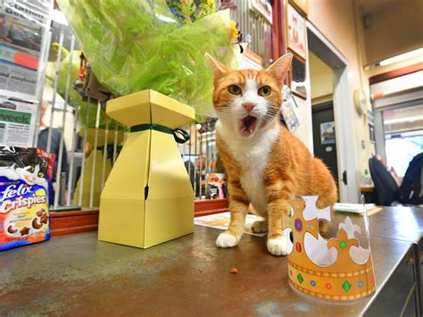 Stourbridge Junction Cat George Walking On Air After Winning World Cup