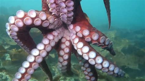 Octopus Hugs Canadian Diver Giving Close Up View Of Suckers