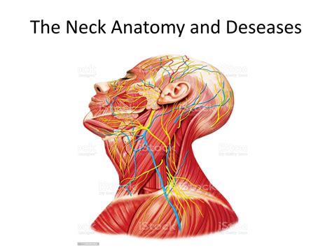 Solution Neck Anatomy And Diseases Studypool