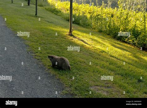 Groundhog in Pennsylvania Stock Photo - Alamy