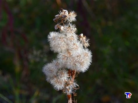 Вороника. Водяника