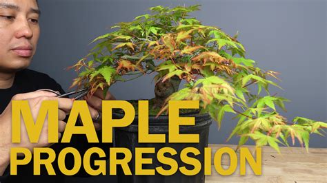 Maple Bonsai Archives - Eastern Leaf Knowledge Base