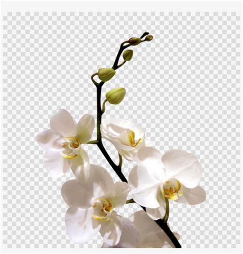 White Orchid Flower Png Clipart Orchids Flower Clip Transparent