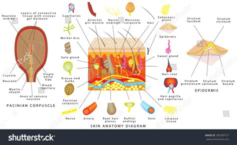 Skin Anatomy Diagram Sensory Receptors Skin Vetor Stock Livre De