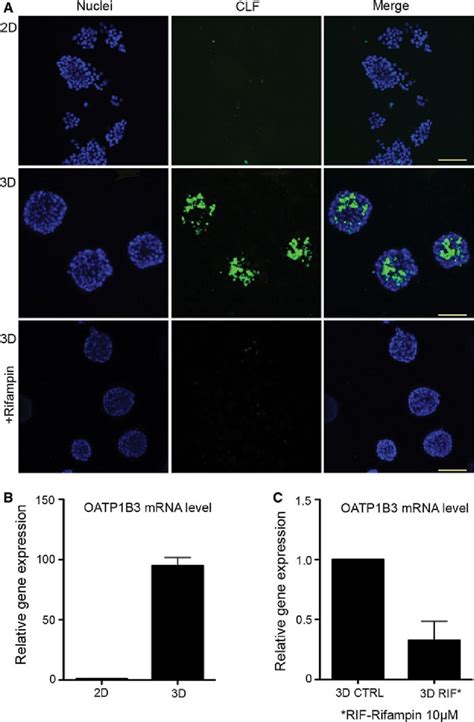 Functional Analysis Of Bile Acid Transport In 3d Hepg2 Spheroids