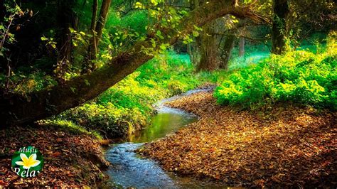 Pleasant Sounds Of Forest Stream And Birds Singing YouTube