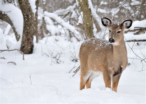 Whitetail Deer Doe stock photo. Image of whitetail, woods - 12396570