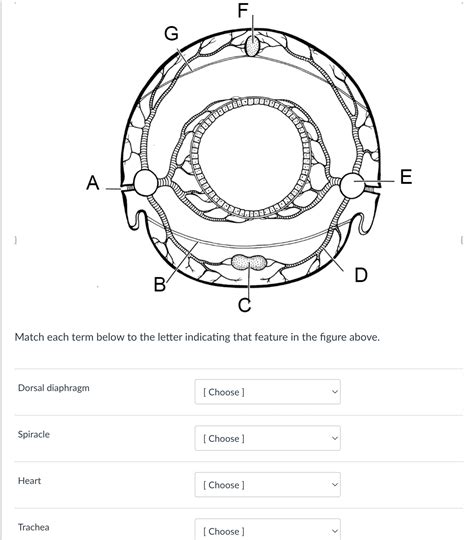 This study reveals why we match each term to its definition 23