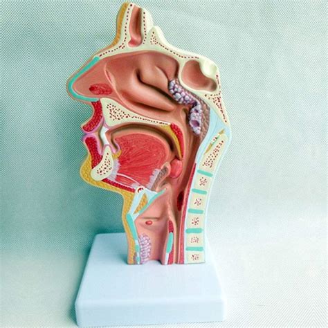 Buy Human Anatomical Model Human Anatomical Nasal Cavity Throat Anatomy