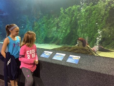 Newport Aquarium Mermaids Make a Splash | Newport aquarium, Mermaid ...