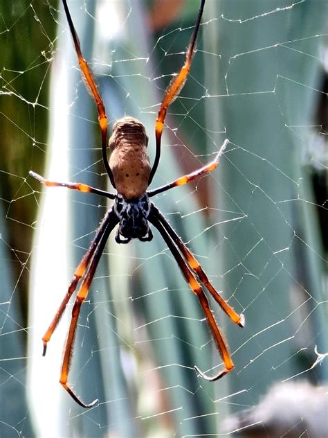 Tiger Spider From Mt Coot Tha Rd At Botanic Gardens Stop On January