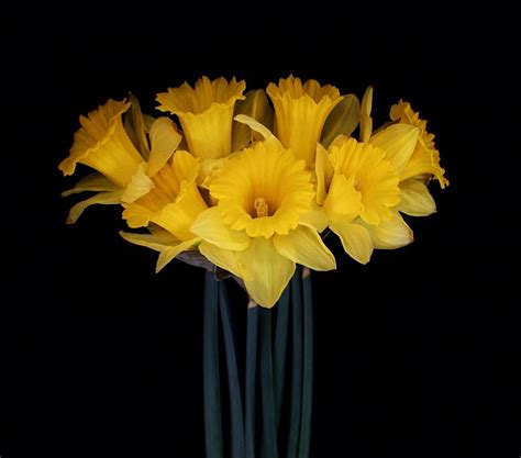 Daffodil Bouquet Photograph by Carol Welsh | Pixels