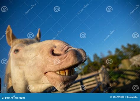 Funny Horse With Ugly Yellow Teeth Doing Flehemen Response Laughing Or