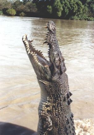 Saltwater Crocodile Facts, Characteristics & Habitat | Study.com