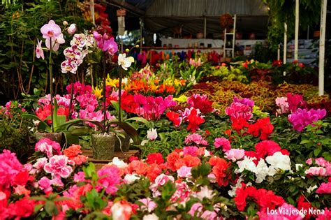 Qué ver y qué hacer en Xochimilco trajineras y mercado de flores