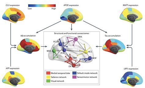 RikOssenkoppele On Twitter Looks Interesting The Human Connectome