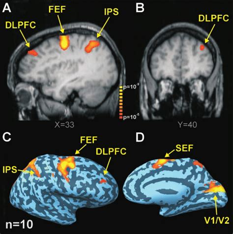 Functional Magnetic Resonance Imaging Fmri Bold Activation From