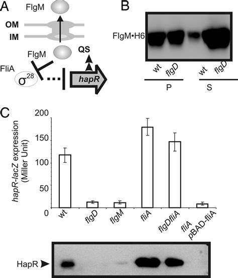 Flia Represses Quorum Sensing In Flgd Mutants A Proposed Model For