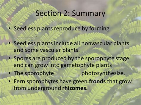 Seedless Plants Reproduction