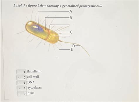 Solved Label The Figure Below Showing A Generalized Chegg