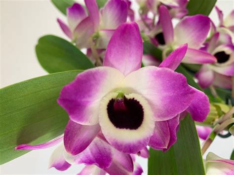 Dendrobium Sunny Eye 2 Rispen Orchideen Wichmann